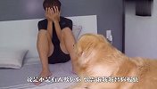 看到男主人被欺负，金毛的反应太暖了，网友：卖不卖