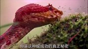 这种蛇颜色鲜亮，其捕食反应速度，连蝙蝠都躲不过去