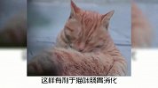 猫咪会放屁！有时还挺臭，你们闻过吗？