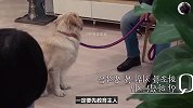 金毛把训犬师给咬了，没想到主人接下来的行为，却把训犬师气坏！