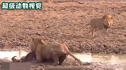 狮子虽然身体残疾，但为了吃到牛肉，不顾危险进入泥潭