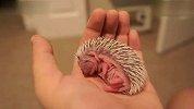 生活-在主人手掌上睡着了的刺猬宝宝