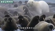 北极熊追杀海象，反被海象刺伤大腿，最后只能逃跑