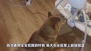 主人拜托柴犬看孩子，一看顿时感觉又惊又喜