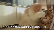 猫咪露露发现自己被绿，上门找“小三”单挑，不料被虐的更惨