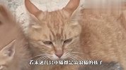 流浪猫被人切断前腿，忍痛养活4只小猫，看完泪目了！
