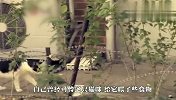 女子发现自己常被流浪猫跟踪，得知真相后，瞬间不淡定了
