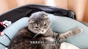 猫咪“霸占”了婴儿床，全力踢三脚都没用