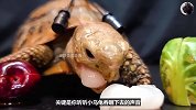 看小乌龟吃东西真解压！