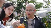 《寻味中国》第五期：四川蒲江丑柑