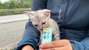 一只无助的小猫咪，被极速行驶的车流吓坏了，幸亏被小哥发现了