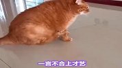 寿命只有几个月的猫咪