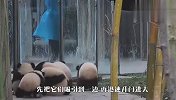 熊猫宝宝越狱不成，集体推倒奶爸，场面已经控制不住
