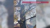 宁波一棵500余年的古银杏树起火，村委会回应