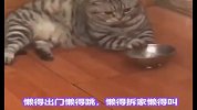 适合00后养的猫咪，你知道哪几种？