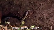 印度环蛇喜爱黑夜出门，而且捕食同类，蛇中的吸血鬼