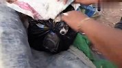 小奶狗被装进塑料袋丢弃，差点被活活憋死，多亏遇见了好心人