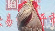 一条鱼卖出70多万高价 近4000元一斤！
