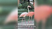 火烈鸟冷得发抖？网友调侃“天冷记得穿秋裤”，动物园回应