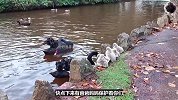 天鹅夫妻带5只幼崽学游泳，过程中困难重重，天鹅夫妻却异常耐心