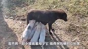 狗妈心好累，养一只小崽很幸运，还要照顾几只小猪