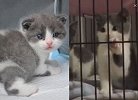 我国首只克隆猫满月，名叫“大蒜”身体健康，报价25万元
