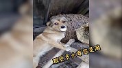 傻狗偷蛋被当场捕获，全网征集狗肉汤做法