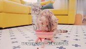 主人悄悄拿罐头给猫咪吃，同伴看到后，反应太逗了