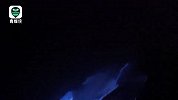超唯美！摄影师拍到“蓝光”海豚 游过海域被照亮网友惊叹不已