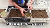 阳台种蒜苗很简单，教你2分钟学会种植，一茬接一茬收不停