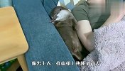 水獭陪着男主人看电视，女主人过去一看，差点笑翻了