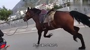 厉害了！骑摩托车来牵赛马出来遛，这波操作可真秀！