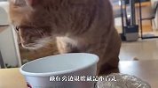 主人吃独食，水獭和猫咪看后躲得远远的，原因太逗了
