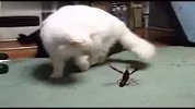 可爱小猫大战强悍龙虾