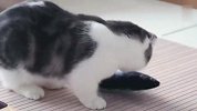 铲屎官买了几条玩具鱼，猫咪以为是活的，接下来忍住别笑