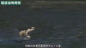 鱼鹰捕食居然从空中直接俯冲钻入水下，并抓起猎物，太厉害了