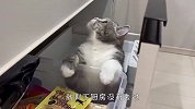 铲屎官到处找不到猫咪，跑到厨房一看，铲屎官要笑抽了