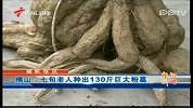 七旬老人种出130斤巨大粉葛