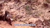 老鹰捕食小野猪，不料用力过猛爪子卡住，直接变身“肉垫拖鞋”！