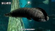 食人鱼为啥没能称霸淡水河？其实水中有天敌，一秒就牺牲掉30只