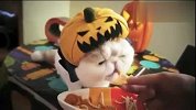 可爱的大头猫带南瓜帽进餐（超萌系列）