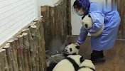 明明都是国宝，为啥待遇不一样？熊猫宝宝太可怜了