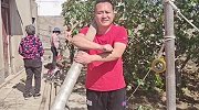 为了防止小鸟吃樱桃，大胖给樱桃搭网子，忙活了一天累的不行