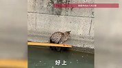 小猫被困河道旁，龙舟队员们折返救援，“三桨一舵”接力托举上岸