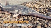 专家宣布长江白鲟已灭绝 珍贵的最后活体影像曝光