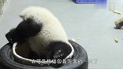 熊猫宝宝玩倒立，这是要当功夫熊猫的节奏？简直萌翻了