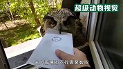 这只猫头鹰不仅会送信，还会耍小聪明，太可爱了