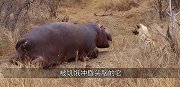 河马正在“睡觉”，一只鬣狗走了过来，奇怪的事情发生了！