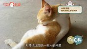 每次给猫洗澡就吓成这个德行，到底是为什么！