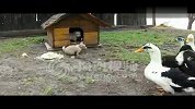 超萌小狗与群鸭上演“护食大战”